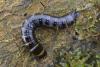 Stenagostus rhombeus